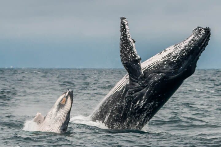 Early Morning Whale Watching in Puerto López — Mothers & Calves Up Close