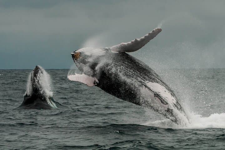 Early Morning Whale Watching in Puerto López — Mothers & Calves Up Close photo 5