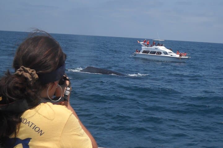 Early Morning Whale Watching in Puerto López — Mothers & Calves Up Close photo 4