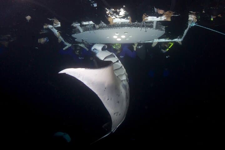 Kona Sunset Manta Ray Snorkel: Night-Time Marine Encounter Guide