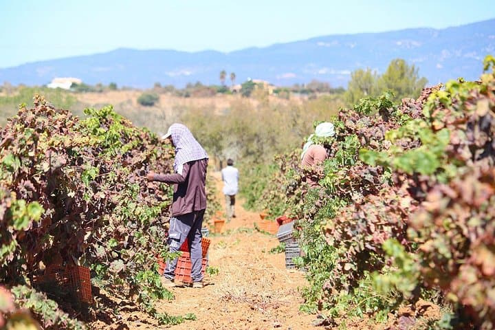 Algarve Mountains Tour: Monchique Hike, Barranco do Demo Boardwalk & Vineyard Lunch photo 6