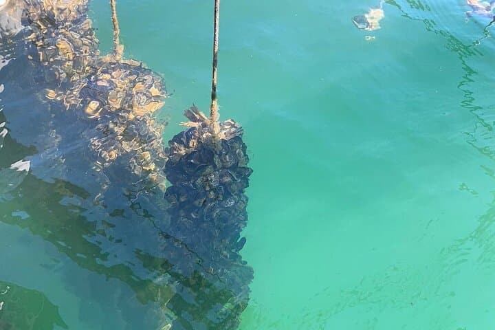 Mussel Hunting and Scenic Boat Tour in Ksamil, Albania photo 3