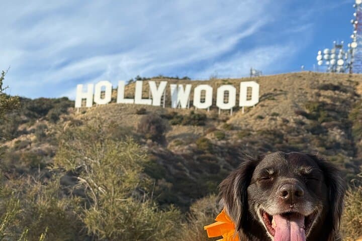 Private Hollywood Sign Hike with Hotel Pickup — Guided Mount Lee Trek in Griffith Park photo 3