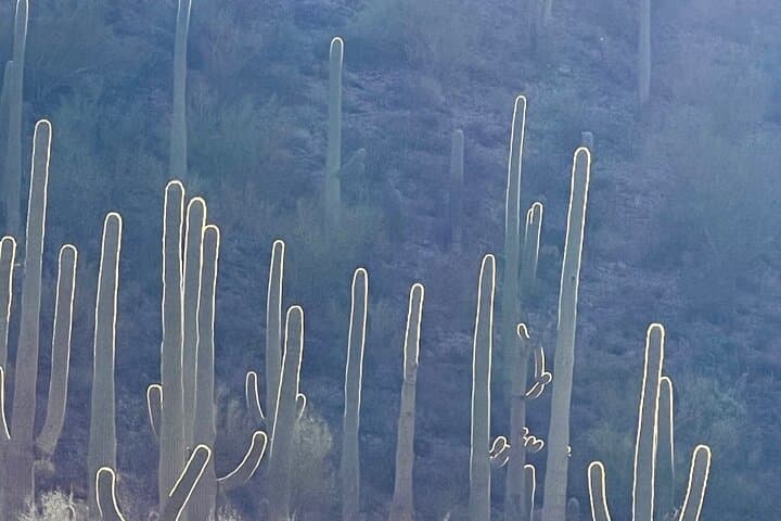 Guided Hikes in the Sonoran Desert: Saguaro Trails & Wildlife in Tucson photo 4