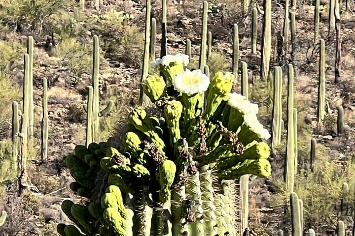 Guided Hikes in the Sonoran Desert: Saguaro Trails & Wildlife in Tucson photo 5