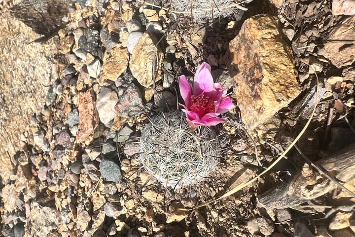 Guided Hikes in the Sonoran Desert: Saguaro Trails & Wildlife in Tucson photo 6