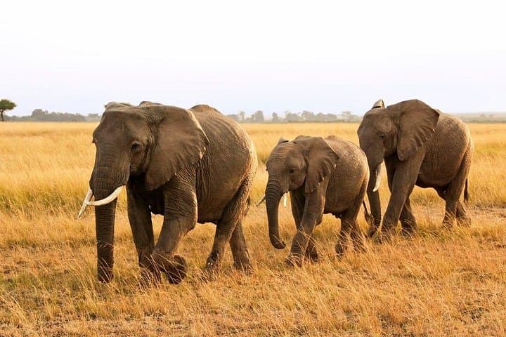 Big Five Safari at Aquila Game Reserve — Full-Day Wildlife Drive from Cape Town photo 2