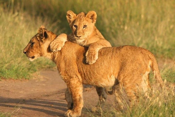 Big Five Safari at Aquila Game Reserve — Full-Day Wildlife Drive from Cape Town photo 1