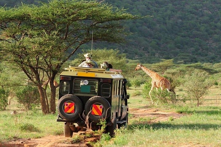 Big Five Safari at Aquila Game Reserve — Full-Day Wildlife Drive from Cape Town photo 4