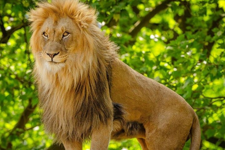 Aquila Game Reserve Safari Day Trip from Cape Town — Big Five Game Drive & Buffet Lunch photo 3