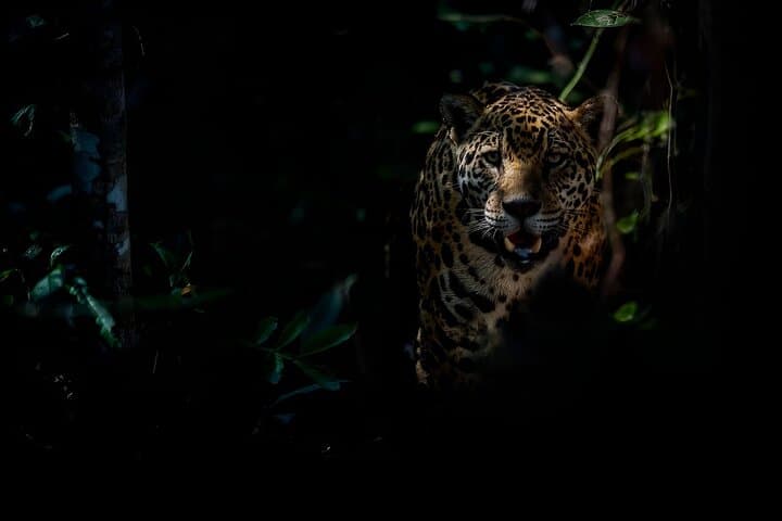 Night Hike in Cockscomb Basin Wildlife Sanctuary — Hopkins, Belize After Dark