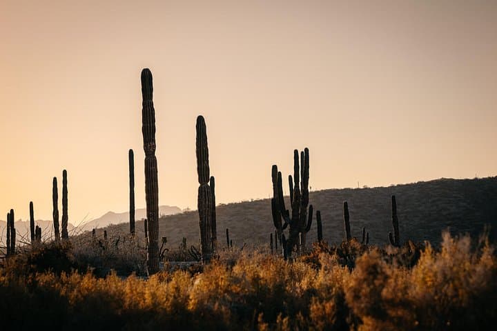 Beach and Desert Horseback Ride from El Coyote to La Paz photo 4