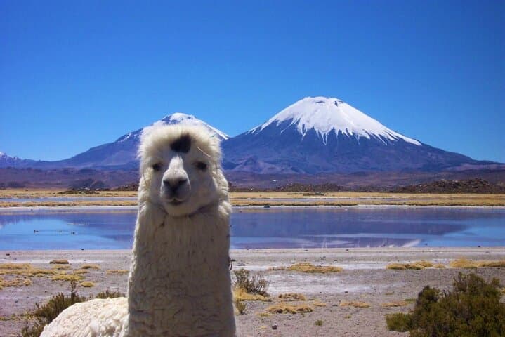 Chungará Lake & Lauca National Park Day Tour from Arica photo 6