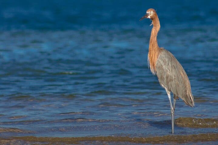 La Paz Mangrove Snorkel and Shellfish Tasting: Guided Eco-Tour photo 4