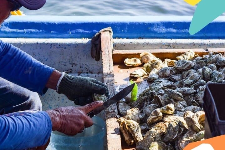 La Paz Mangrove Snorkel and Shellfish Tasting: Guided Eco-Tour photo 6