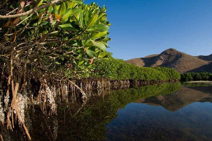 La Paz Mangrove Snorkel and Shellfish Tasting: Guided Eco-Tour photo 2