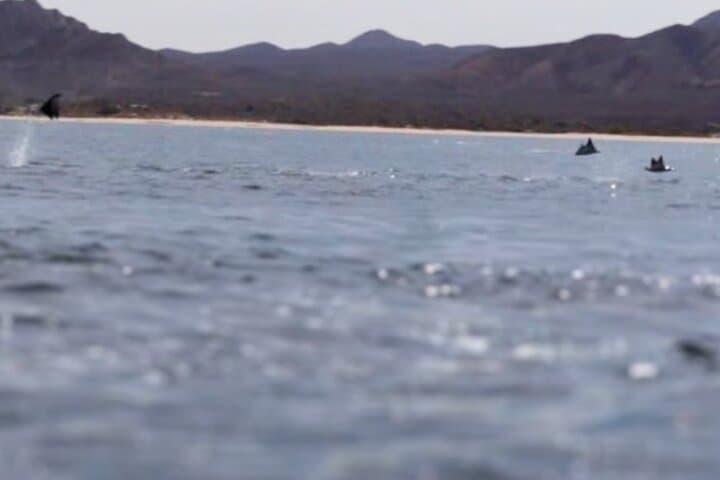 La Paz Ocean Safari: Snorkel with Dolphins, Rays & Cerralvo Island Beach Time photo 3