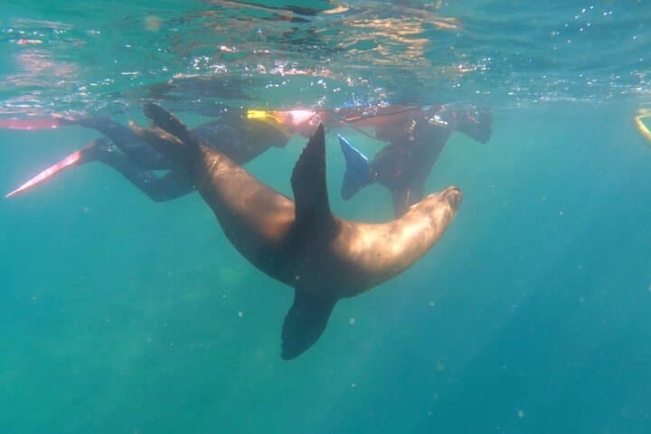La Paz Ocean Safari: Snorkel with Dolphins, Rays & Cerralvo Island Beach Time photo 2