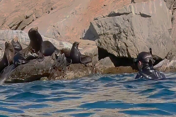 La Paz Ocean Safari: Snorkel with Dolphins, Rays & Cerralvo Island Beach Time