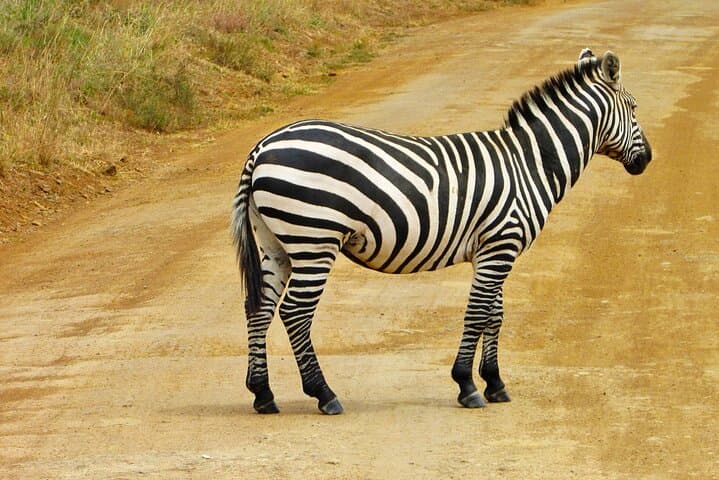 Exploring Nairobi National Park & Giraffe Centre: A Unique Day Safari Near the City