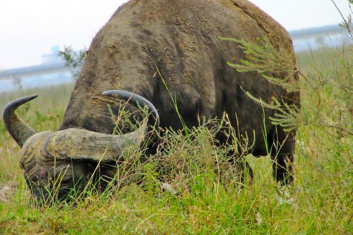 Exploring Nairobi National Park & Giraffe Centre: A Unique Day Safari Near the City photo 3