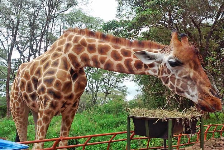 Exploring Nairobi National Park & Giraffe Centre: A Unique Day Safari Near the City photo 4