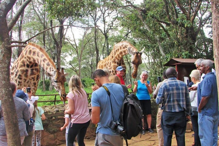Exploring Nairobi National Park & Giraffe Centre: A Unique Day Safari Near the City photo 6
