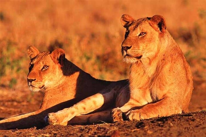 Exploring Nairobi National Park & Giraffe Centre: A Unique Day Safari Near the City photo 2