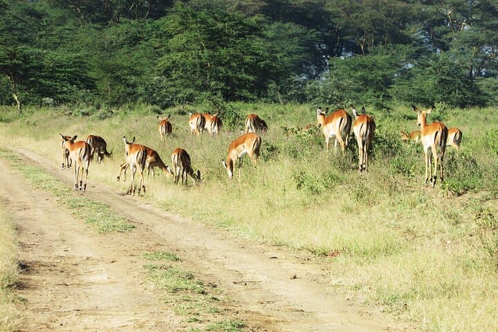 Exploring Nairobi National Park & Giraffe Centre: A Unique Day Safari Near the City photo 5
