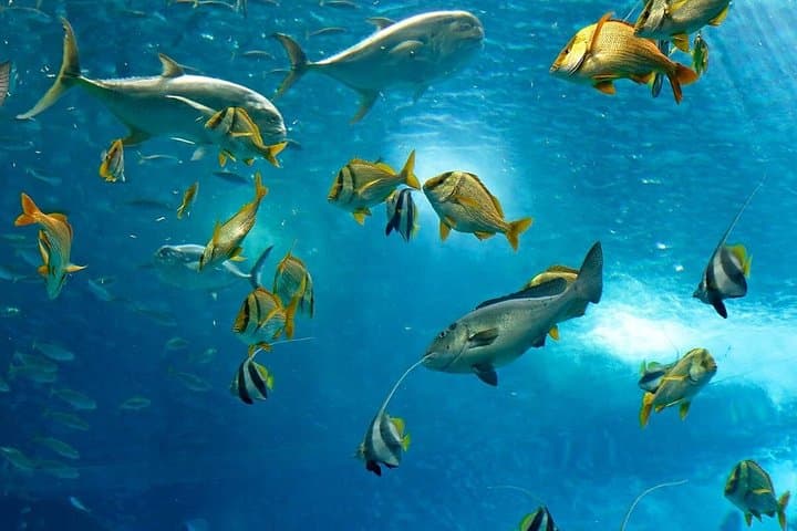 Scuba Diving Dubai: Shipwrecks, Reefs & Arabian Gulf Marine Life photo 2