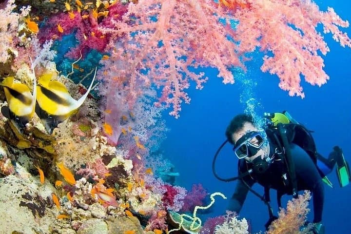 Scuba Diving Dubai: Shipwrecks, Reefs & Arabian Gulf Marine Life photo 3