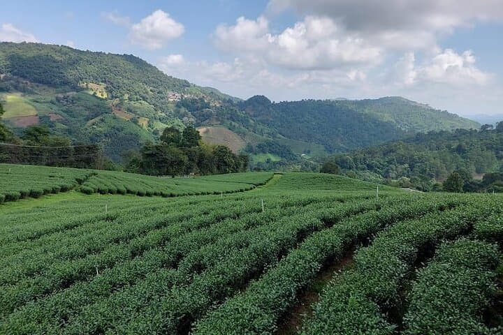 Chiang Rai Mountain Adventure: Exploring Doi Mae Salong & Doi Tung in a Day photo 6