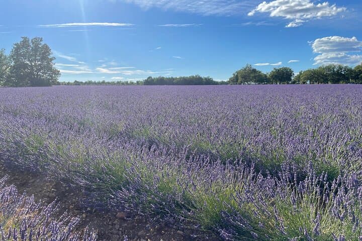 Provence Pearl: Lavender, Wine & Verdon Day Tour from Nice