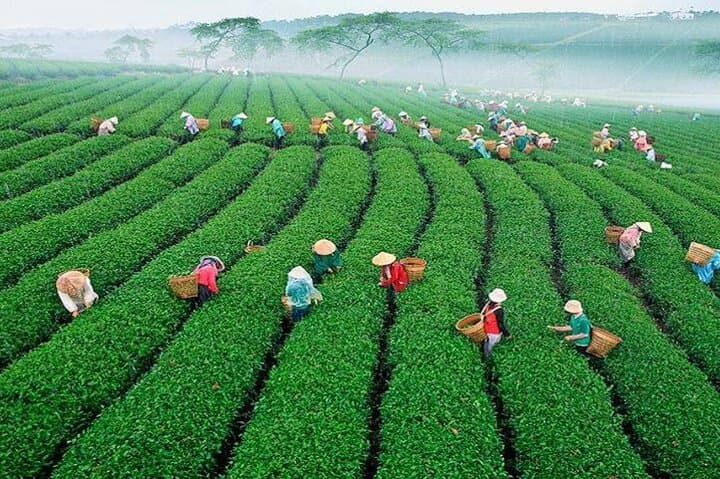 Sunrise Cloud Hunting & Tea Hill Morning Tour in Da Lat photo 4