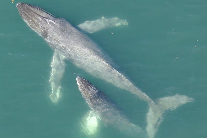 Icy Strait Whale Watching with Drone Footage: Humpbacks, Orcas & Coastal Wildlife