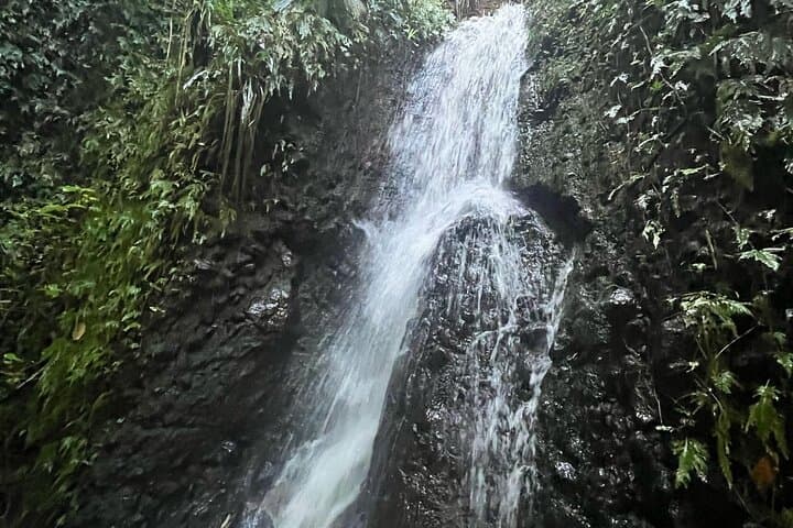 Wingfield Rainforest Hike and Romney Manor: St Kitts Forest Bathing & Cultural Tour photo 5