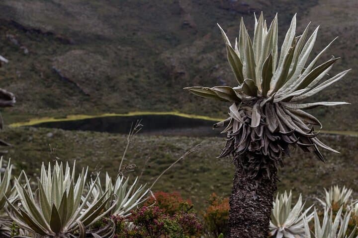 Chingaza Páramo Day Tour from Bogotá — Guided Visit to Glacial Lagoons photo 6