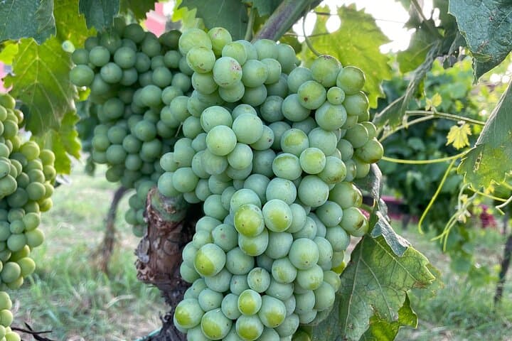 Private Mount Etna Hike and 200-Year-Old Winery Lunch from Taormina photo 2