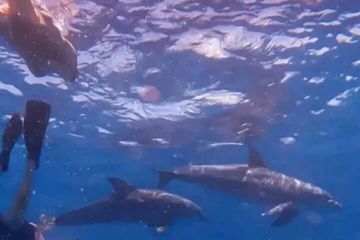 Mnemba Island Dolphins Watching and Snorkeling from Nungwi — Half-Day Boat Trip photo 3