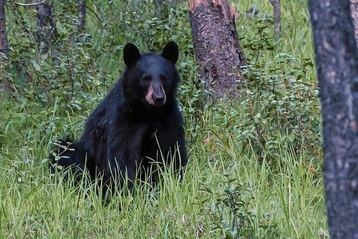 Ultimate 7-Day Camping Adventure in the Canadian Rockies photo 2