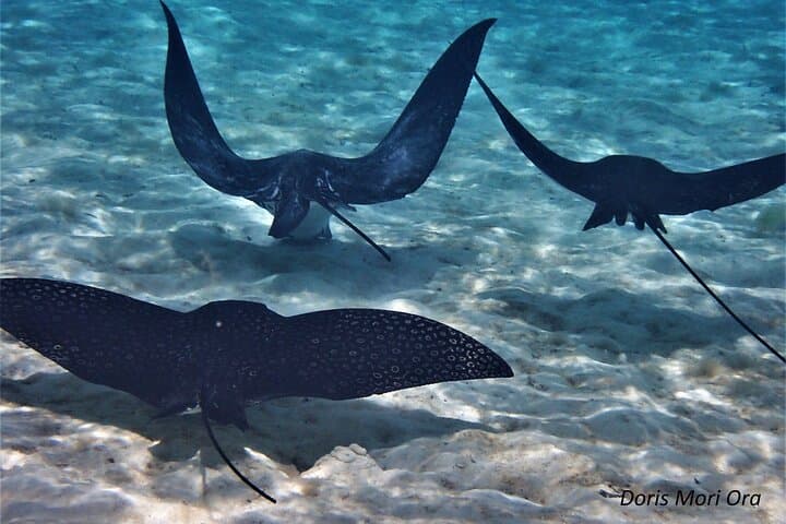 Moorea Half-Day Lagoon Discovery: Private Snorkel with Rays & Turtles photo 3