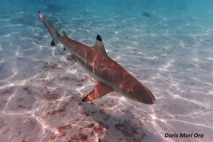 Moorea Half-Day Lagoon Discovery: Private Snorkel with Rays & Turtles photo 4