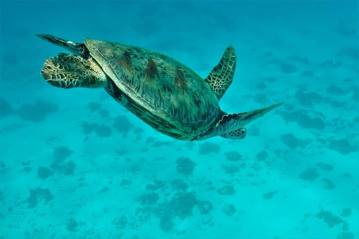 Moorea Half-Day Lagoon Discovery: Private Snorkel with Rays & Turtles photo 5