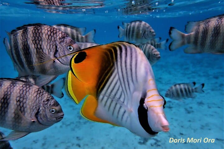 Moorea Half-Day Lagoon Discovery: Private Snorkel with Rays & Turtles photo 2