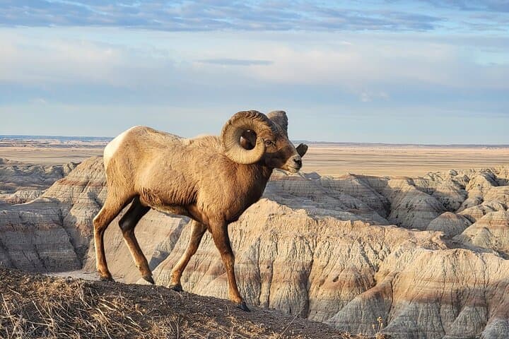 Private Jeep Badlands Backcountry Tour — Sage Creek & Sheep Mountain Table photo 2