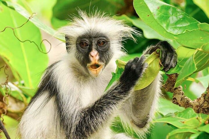 6-Day Romantic Zanzibar: Stone Town, Spice Farms & Safari Blue Escape photo 5