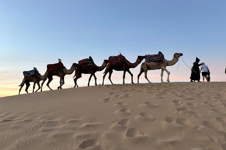 Agadir Mini-Sahara Day Trip: Camel Ride, Dunes & Souss-Massa Wildlife photo 6