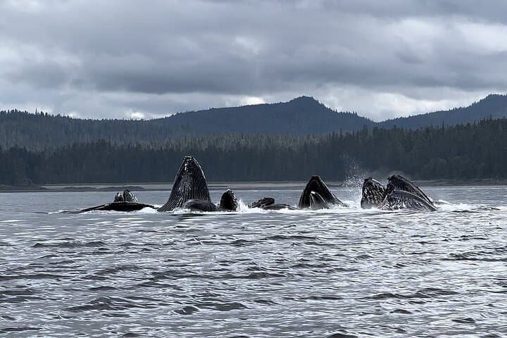 5-Day Southeast Alaska Jetski Expedition from Juneau — LeConte Glacier & Kake photo 3