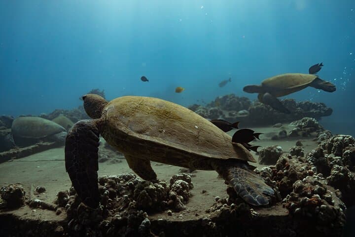 Wailea Beginner Snorkel for Non-Swimmers: Safe Guided Turtle Tours photo 3