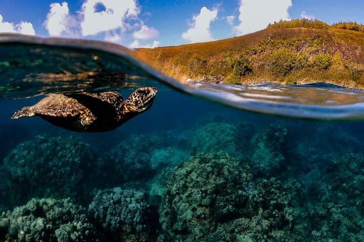Wailea Beginner Snorkel for Non-Swimmers: Safe Guided Turtle Tours photo 6